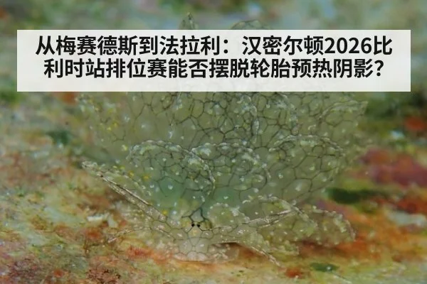 从梅赛德斯到法拉利：汉密尔顿2026比利时站排位赛能否摆脱轮胎预热阴影？